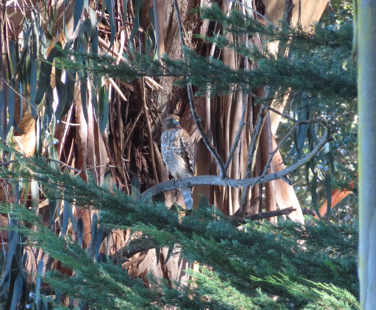 Cooper's Hawk - ML646809760