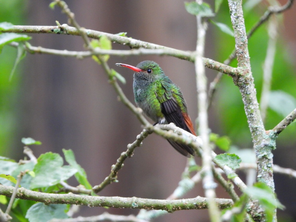 Rufous-tailed Hummingbird - ML646809761