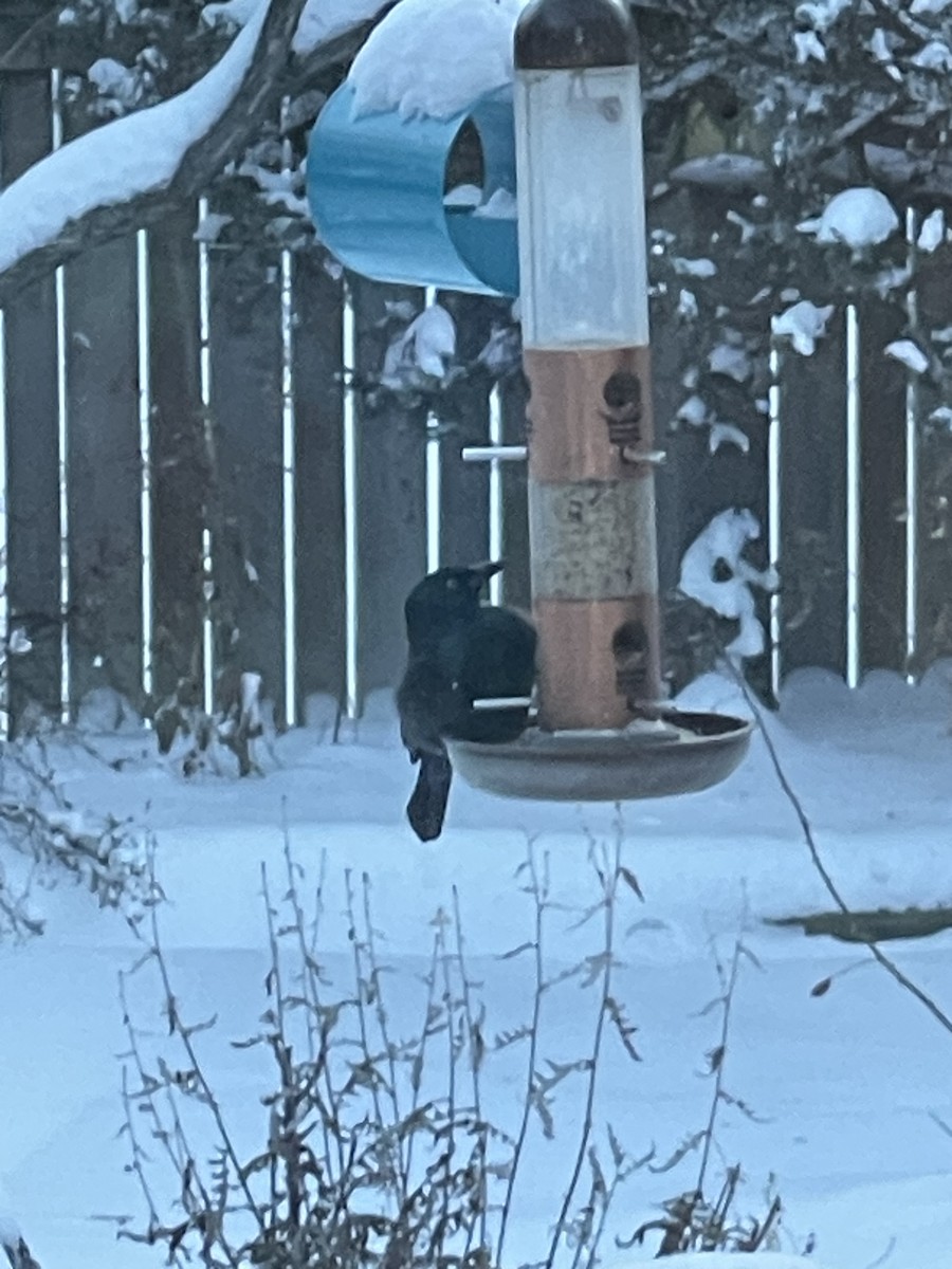 Common Grackle - ML646809762