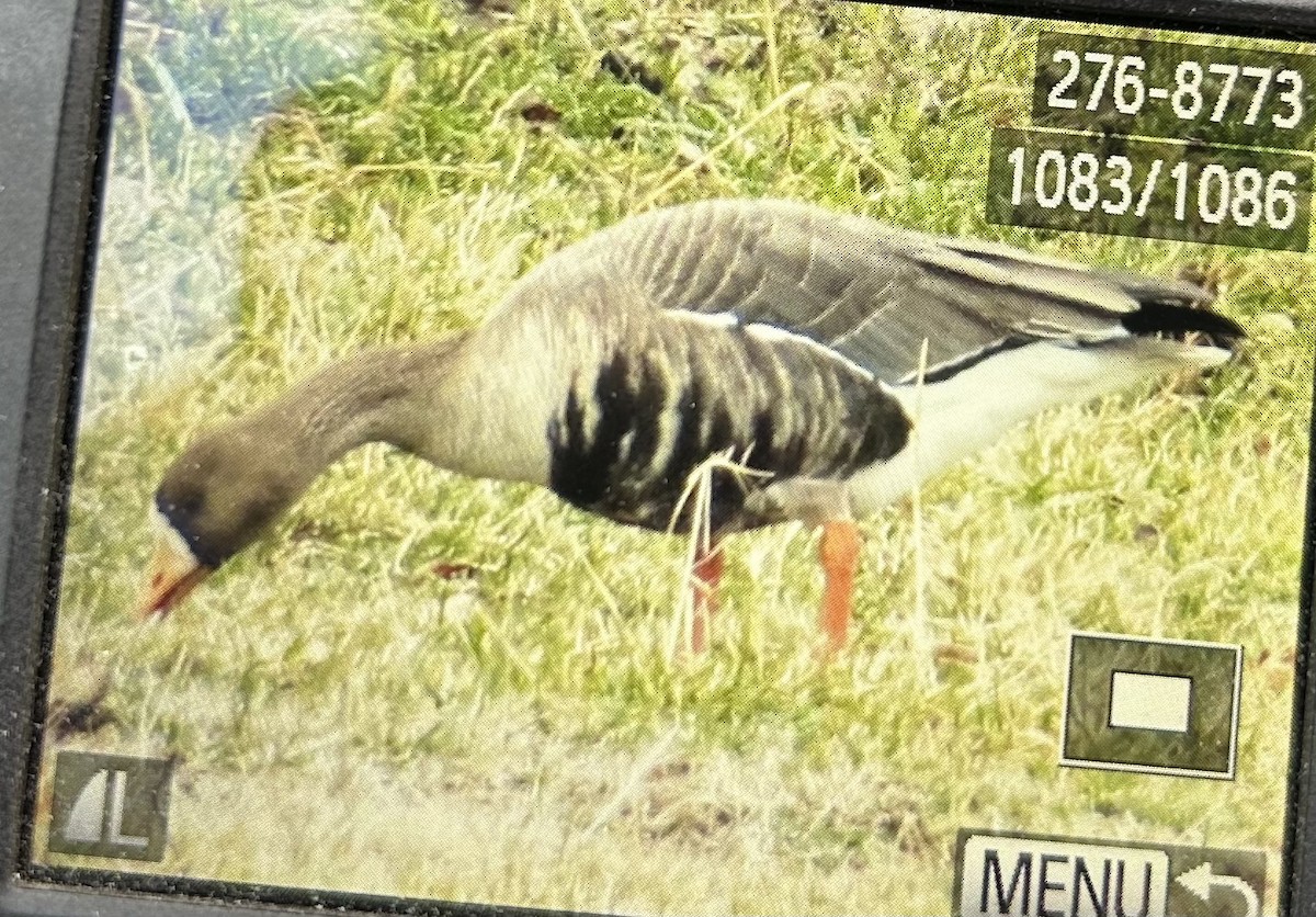 Белолобый гусь - ML646809767