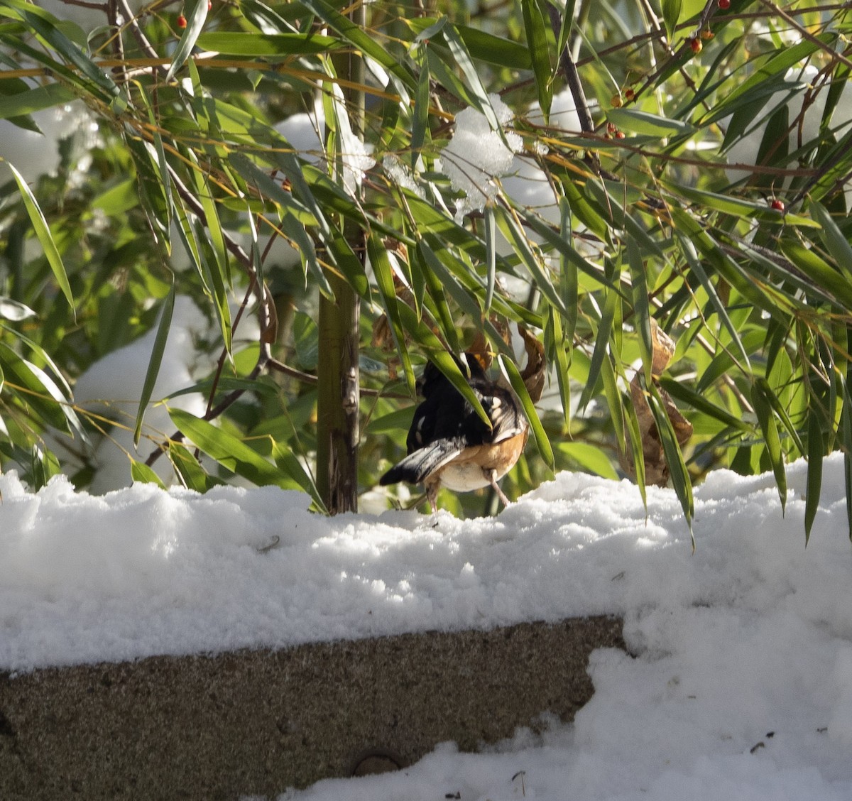 טואי אדום-עין - ML646809769