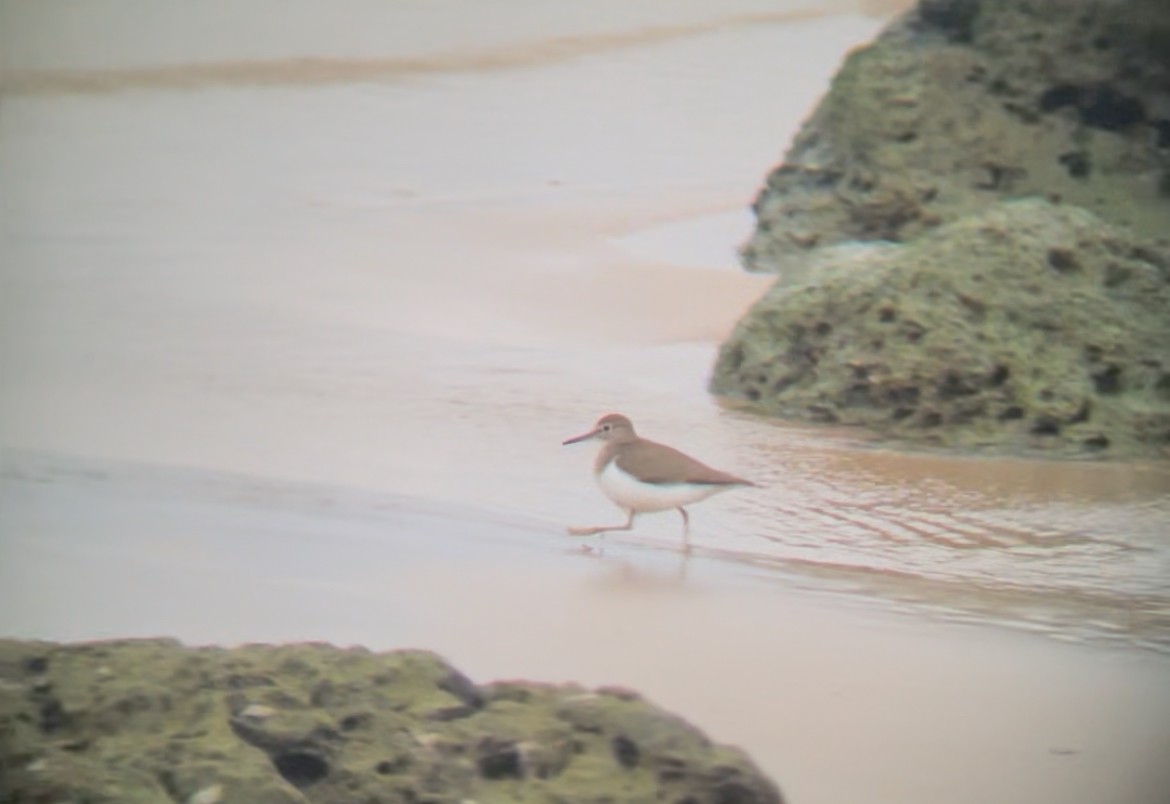 Common Sandpiper - ML646809773