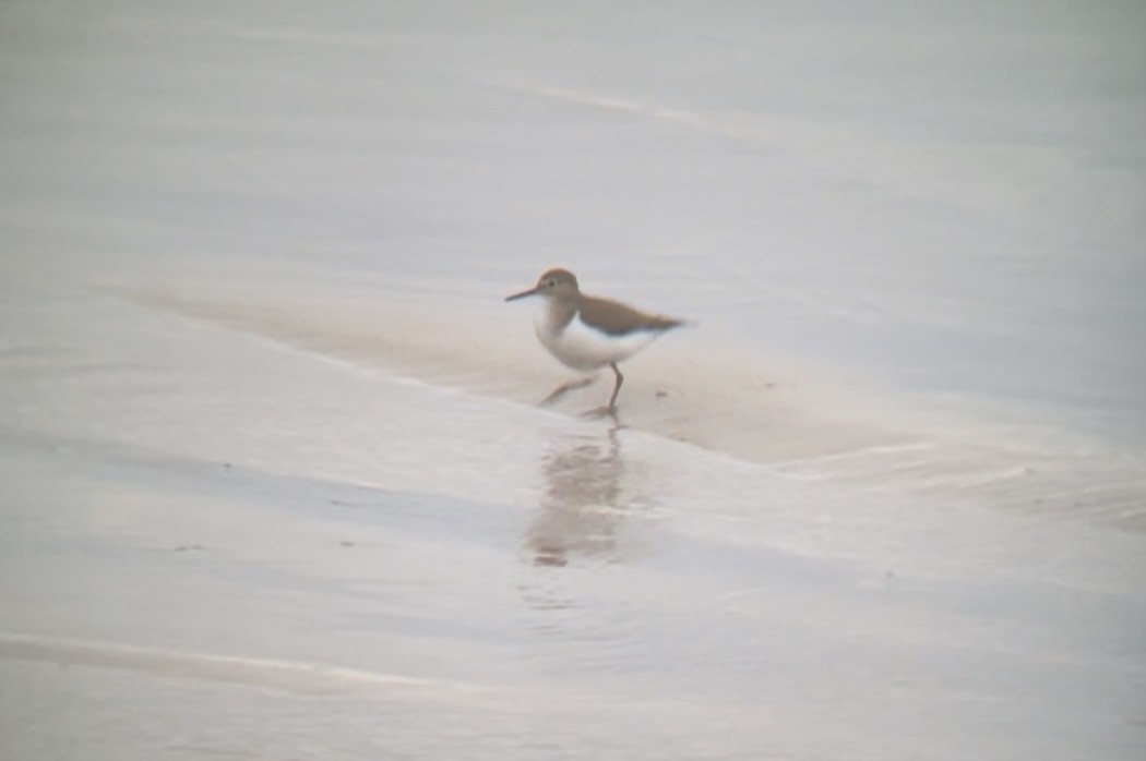 Common Sandpiper - ML646809774