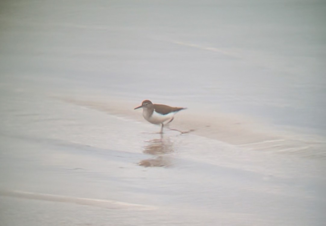 Common Sandpiper - ML646809775