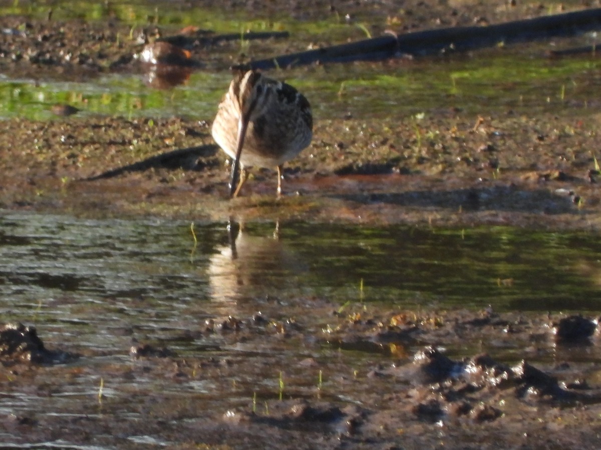 Wilson's Snipe - ML646809776