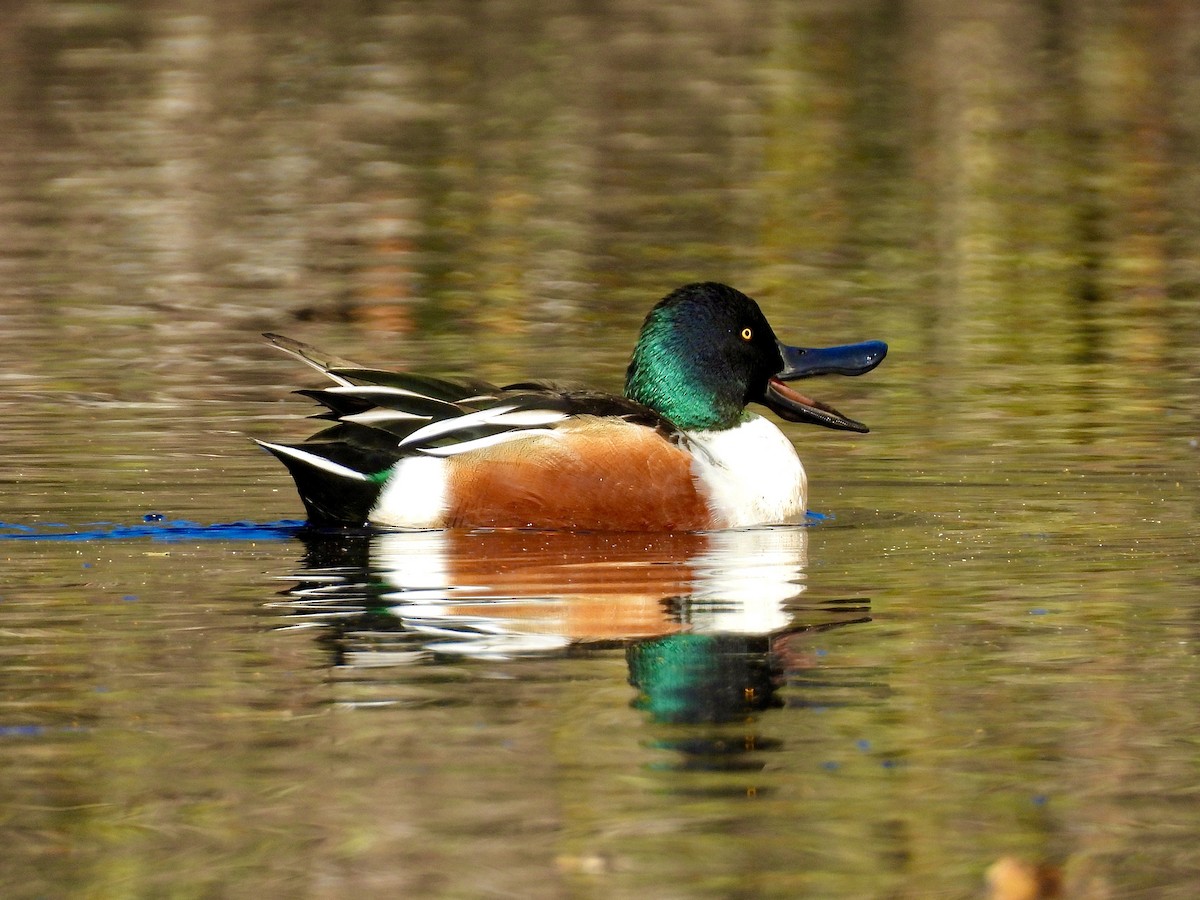 Northern Shoveler - ML646809778