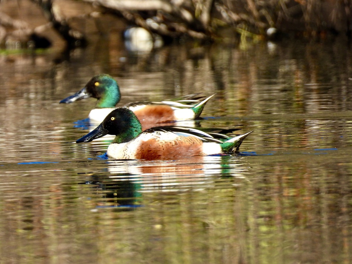 Northern Shoveler - ML646809779
