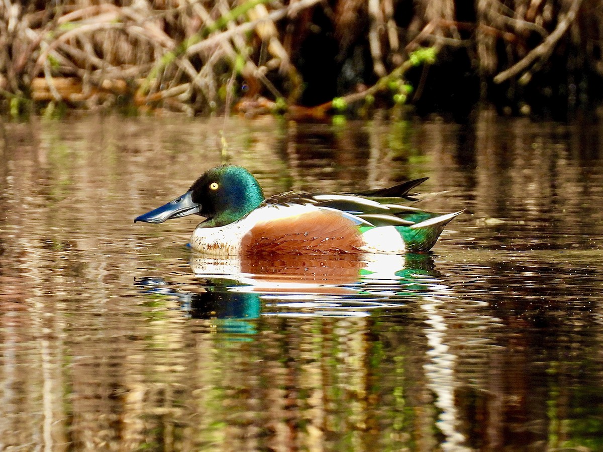 Northern Shoveler - ML646809780