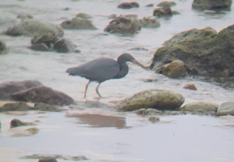 Pacific Reef-Heron - ML646809782