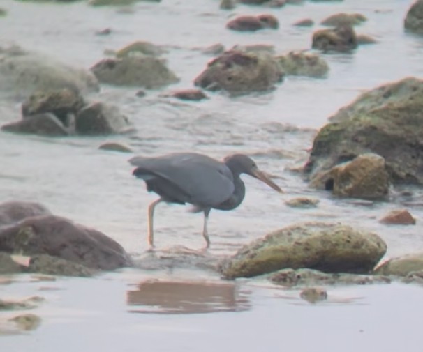 Pacific Reef-Heron - ML646809783