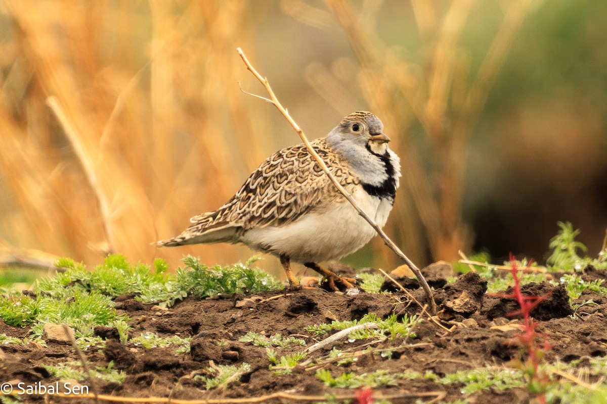 Least Seedsnipe - ML646809785
