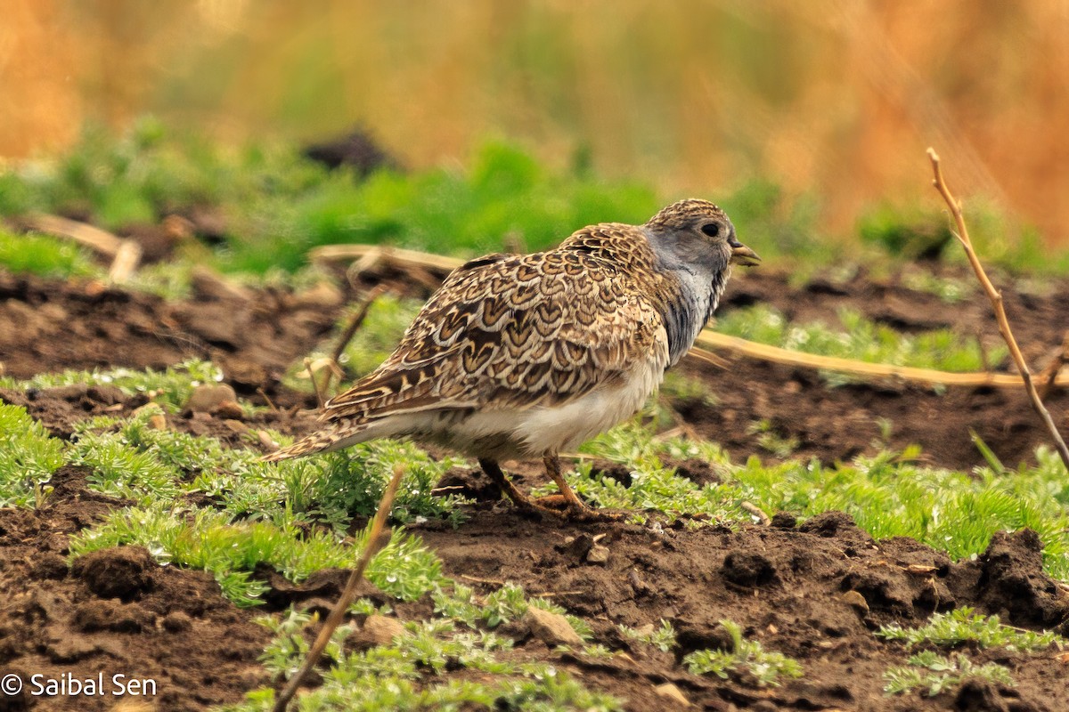 Least Seedsnipe - ML646809786