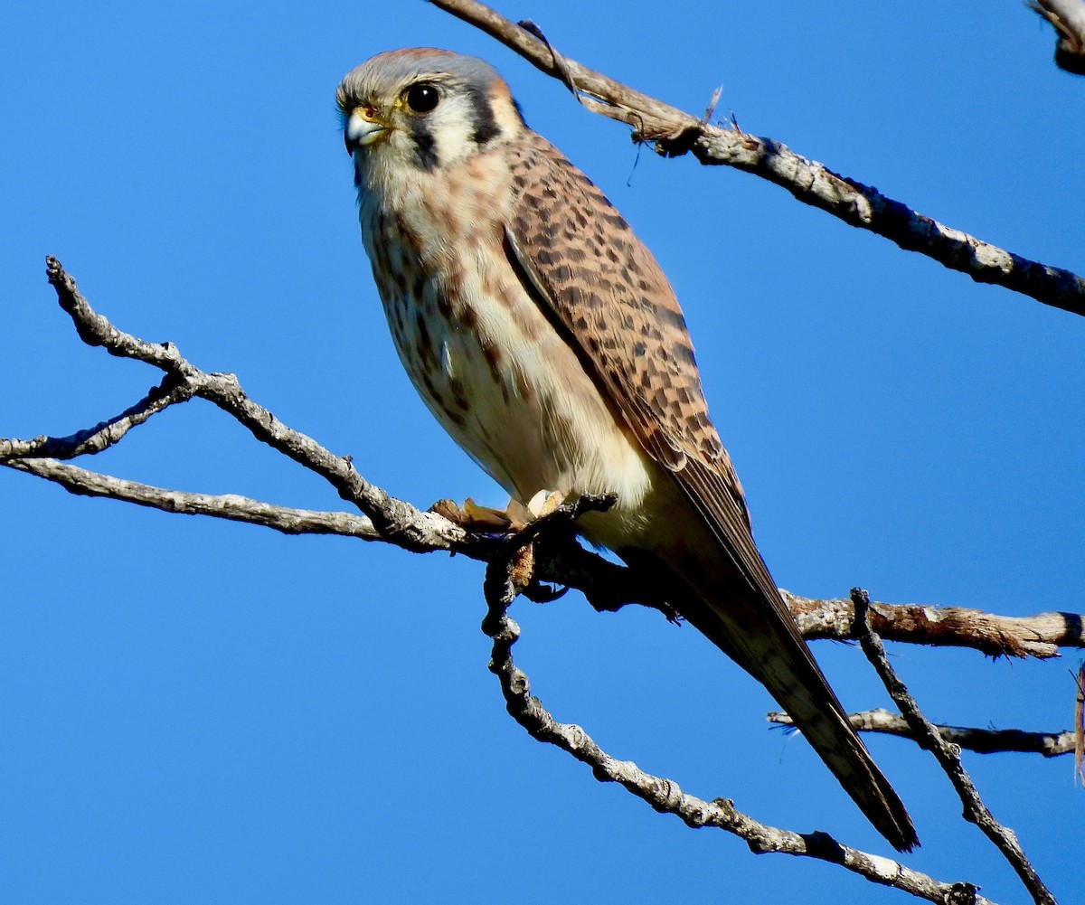 American Kestrel - ML646809787