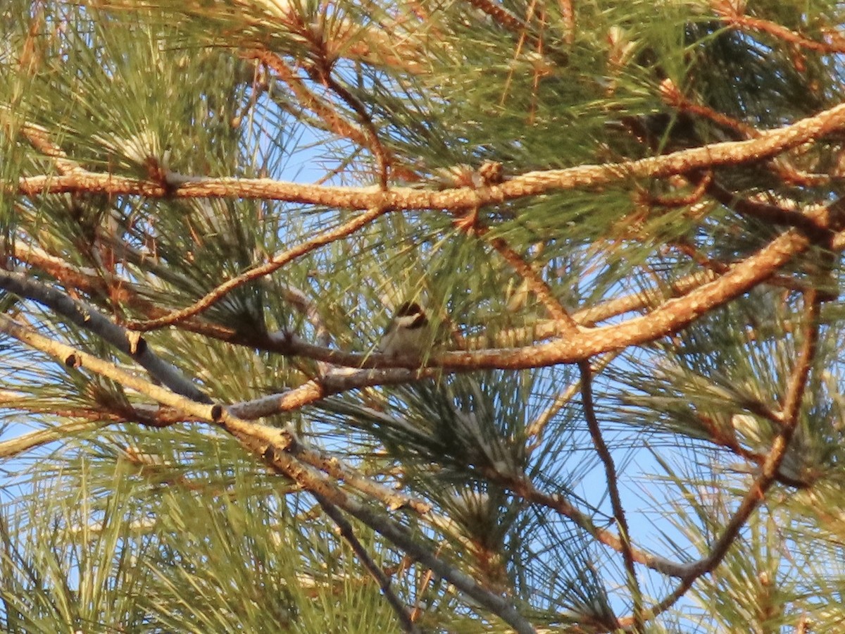 Каролинская гаичка - ML646809789