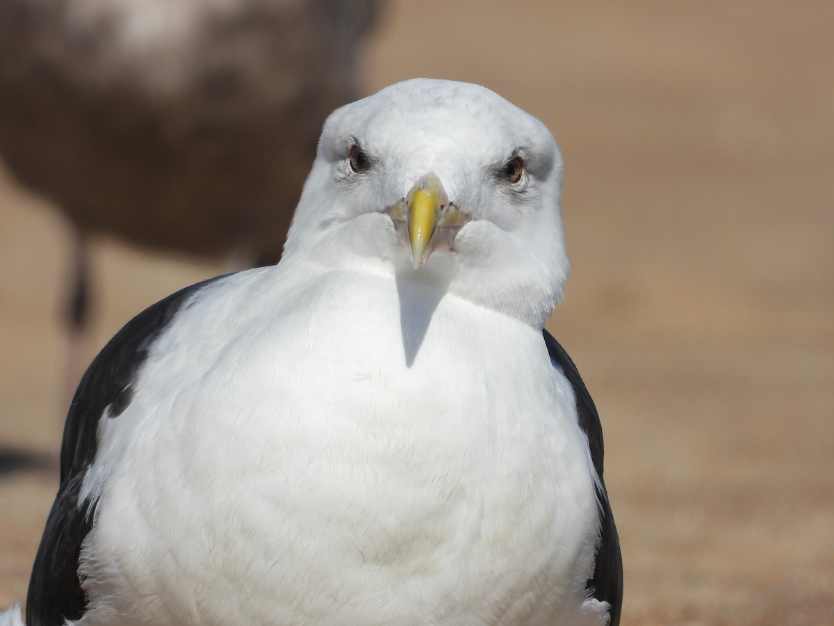 Gavión Atlántico - ML646809790