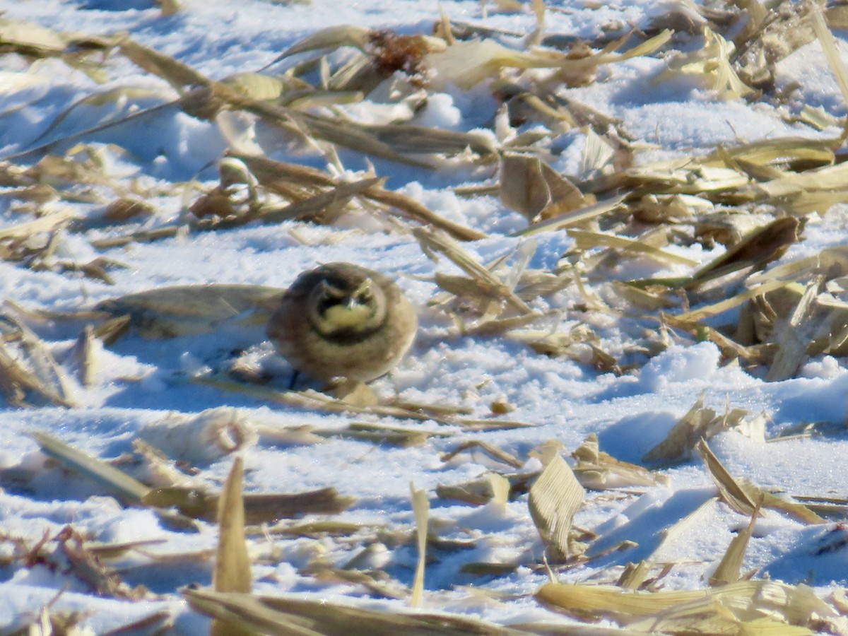 Жайворонок рогатий - ML646809791