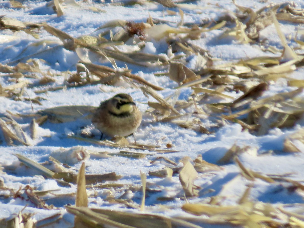 Жайворонок рогатий - ML646809792