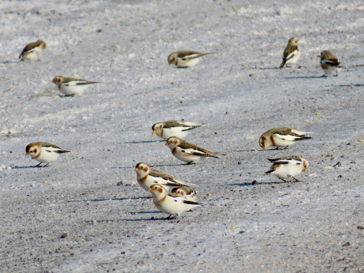 Пуночка снігова - ML646809793