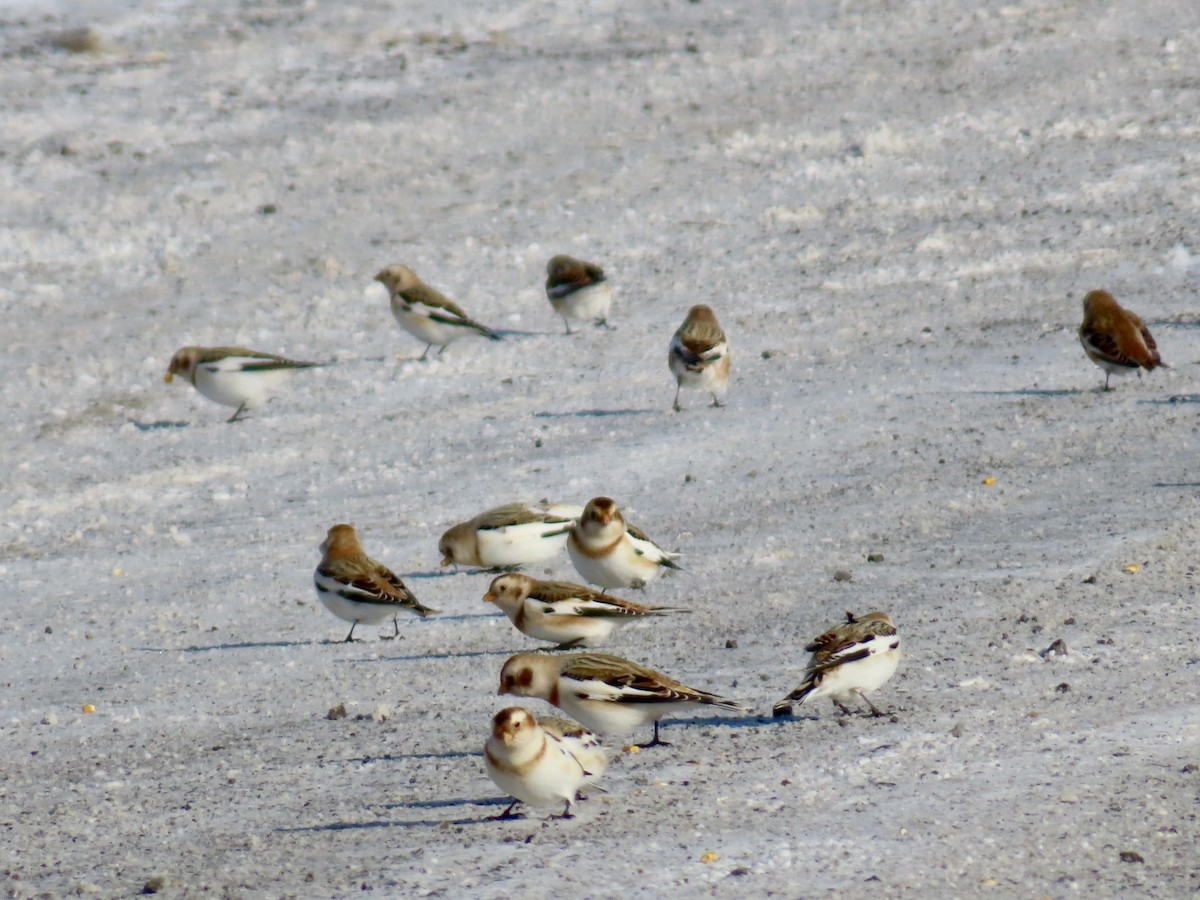 Пуночка снігова - ML646809794