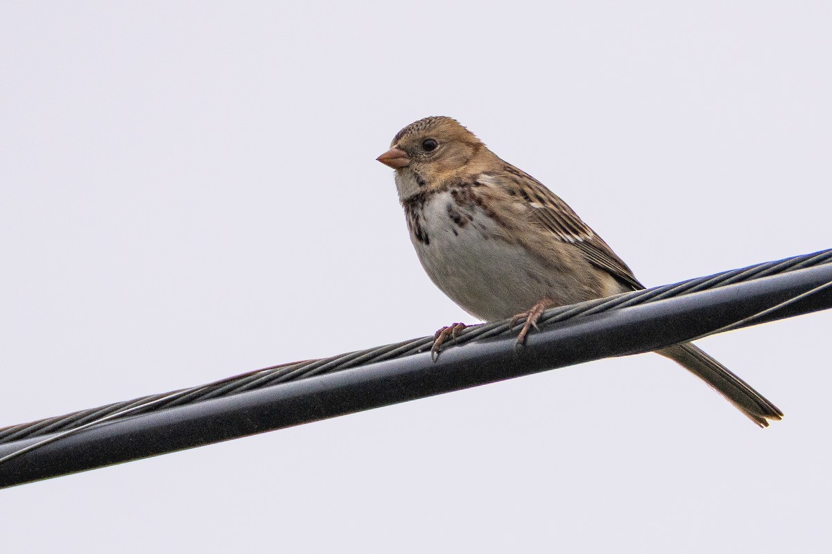 Harris Serçesi - ML646809795