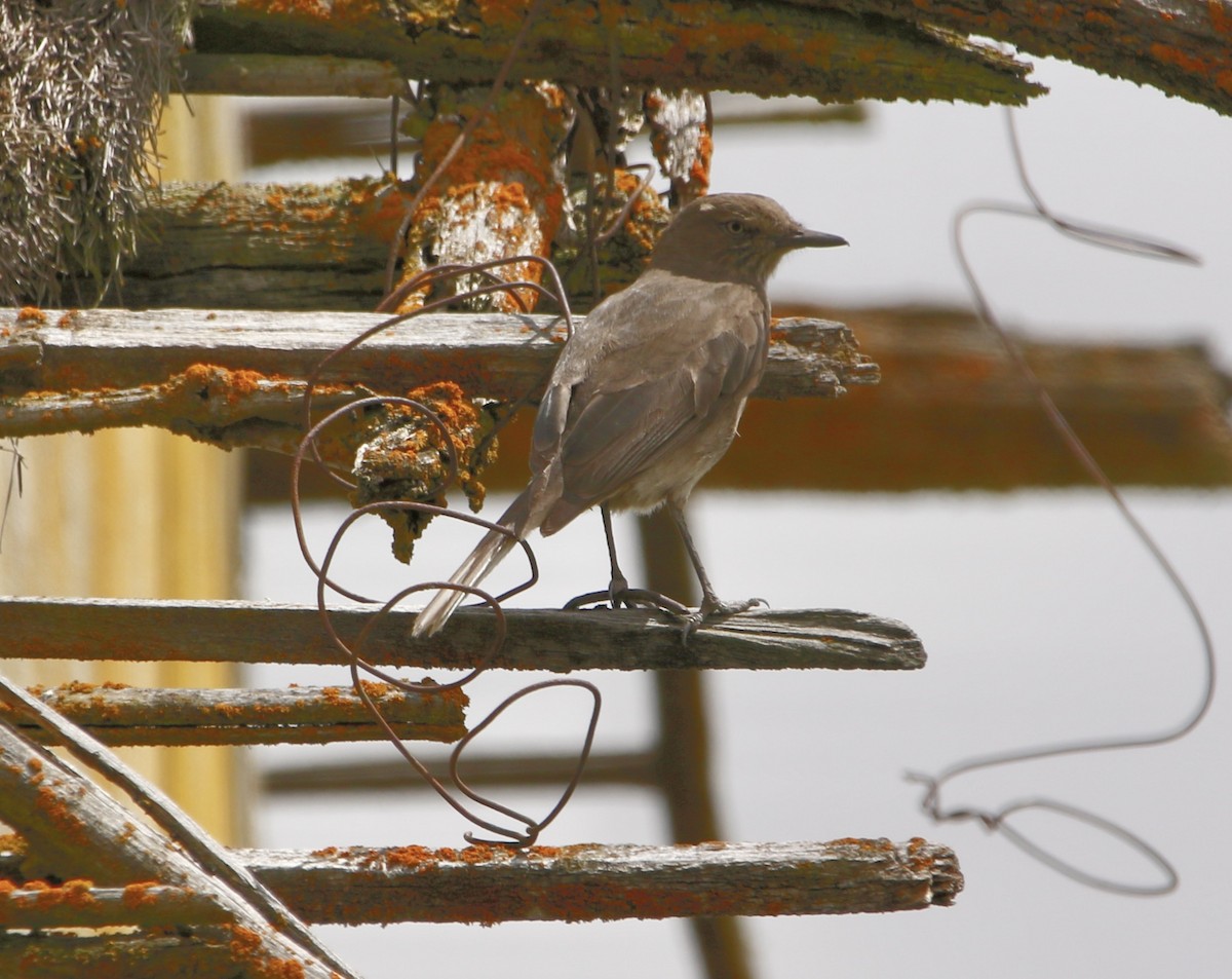 Горный гаучо - ML646809796