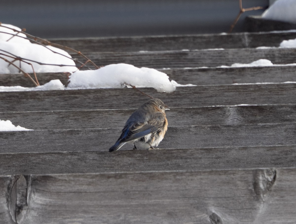 Rotkehl-Hüttensänger - ML646809798