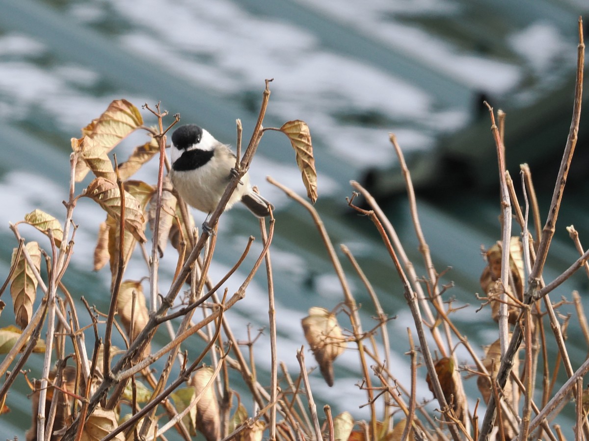 Каролинская гаичка - ML646809803