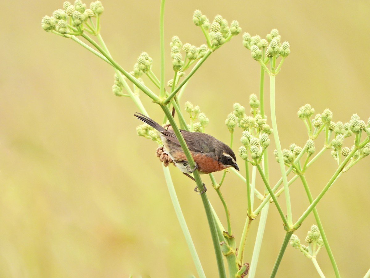 Monterita Sietevestidos Pampera - ML646809804