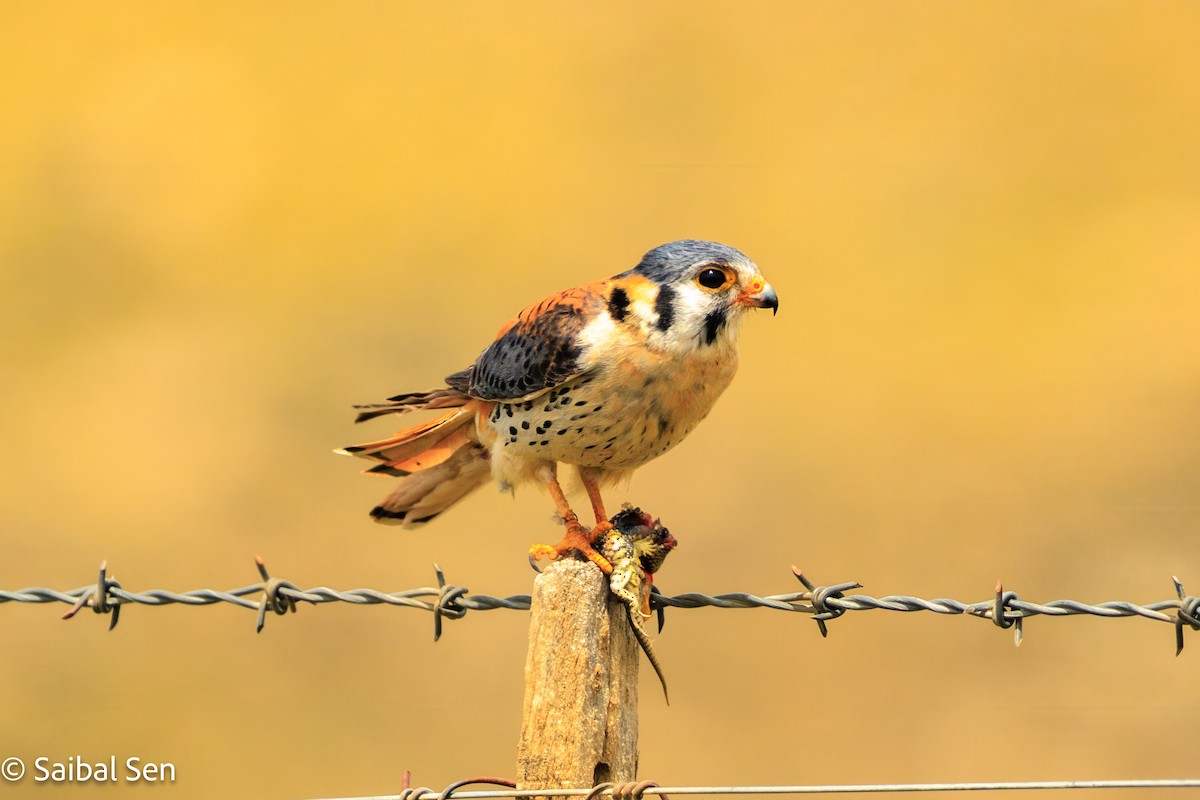 American Kestrel - ML646809806