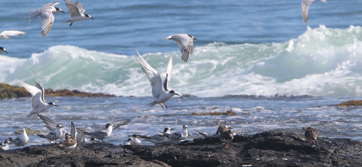Common Tern - ML646809811