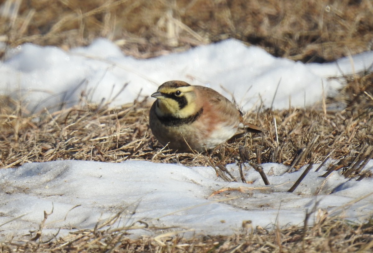 Horned Lark - ML646809812