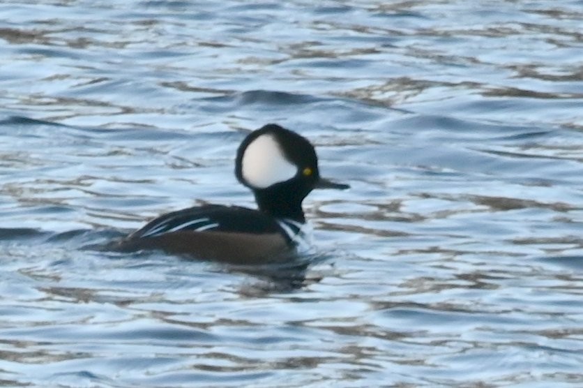 Hooded Merganser - ML646809813