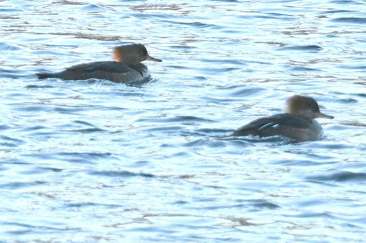 Hooded Merganser - ML646809814
