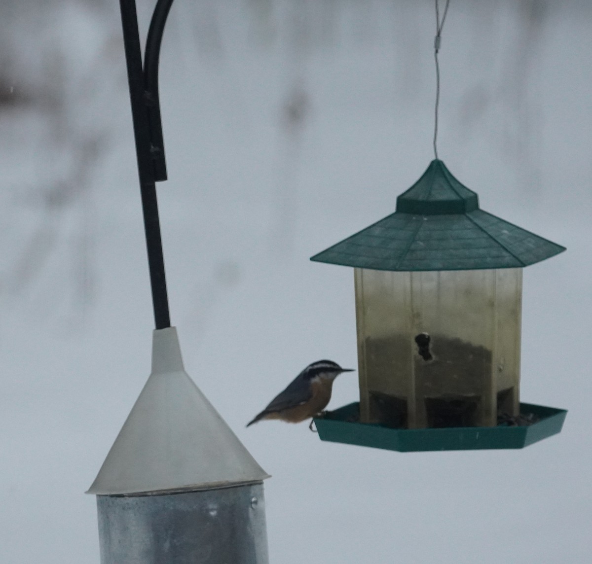סיטה קנדית - ML646809815
