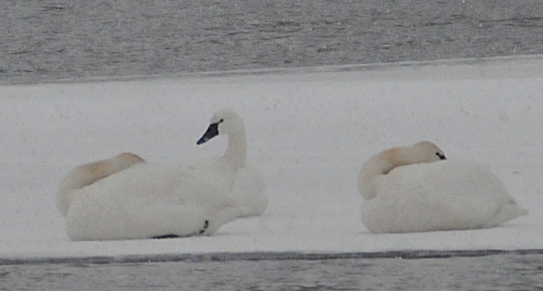 Американский лебедь - ML646809816