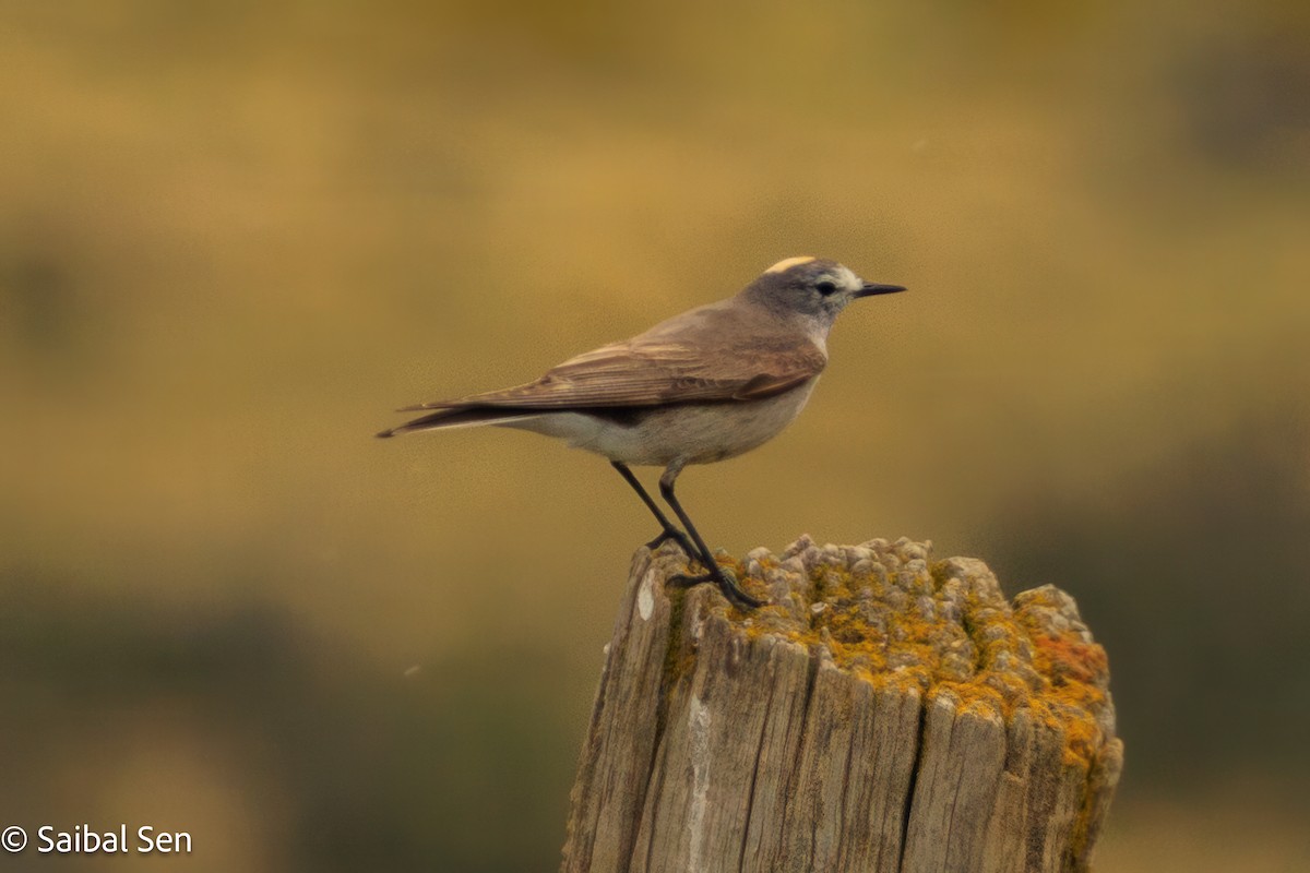 Ochre-naped Ground-Tyrant - ML646809820