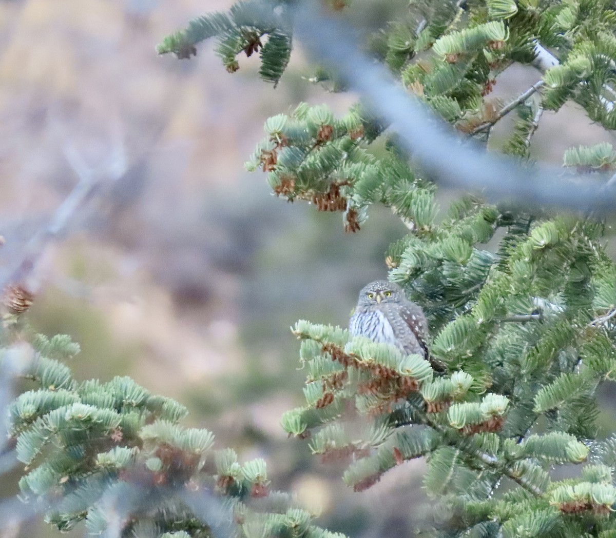 Northern Pygmy-Owl - ML646809824
