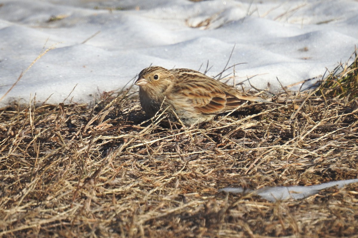 Chestnut-collared Longspur - ML646809825