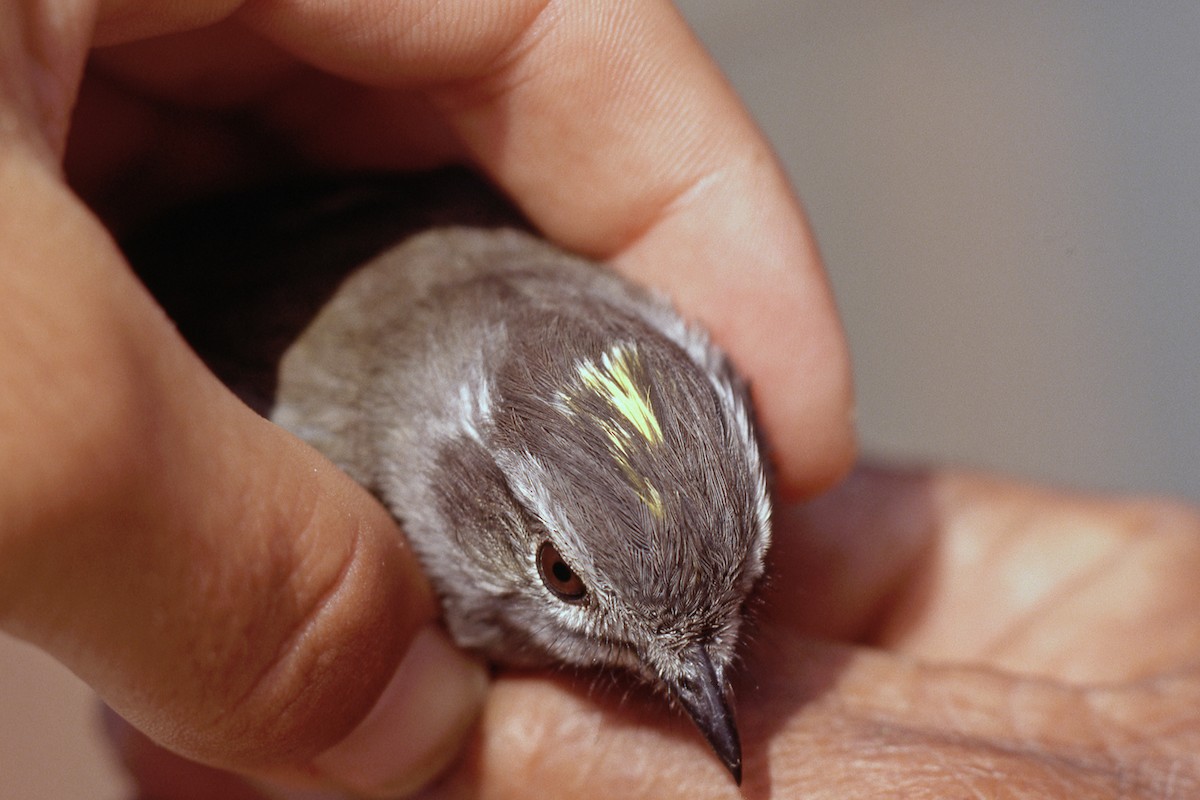 Pacific Elaenia - ML646809832