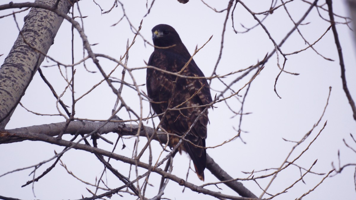Rotschwanzbussard (calurus/alascensis) - ML646809833