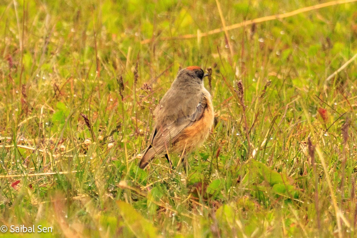 Cinnamon-bellied Ground-Tyrant - ML646809834