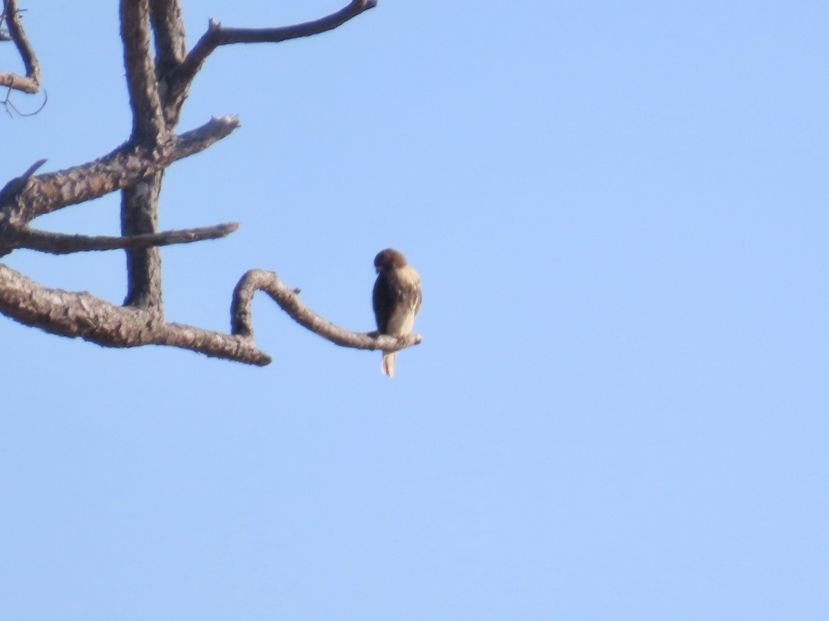 káně rudochvostá (ssp. borealis) - ML646809836