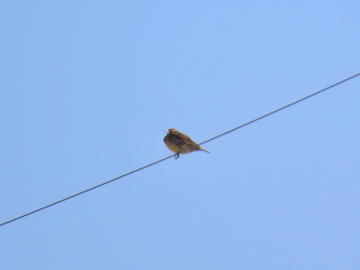 Eastern Meadowlark - ML646809839