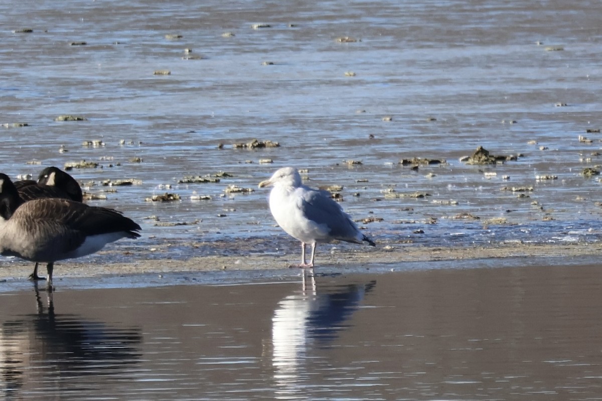 American Herring Gull - ML646809840