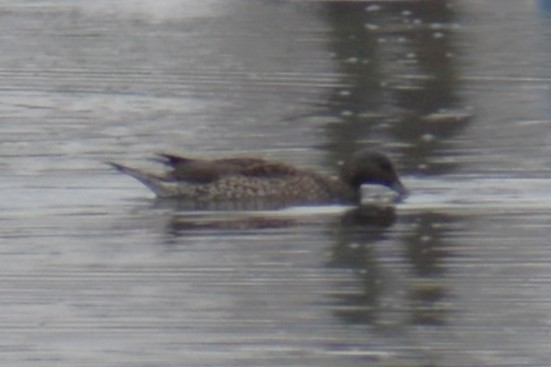 Spießente - ML646809849