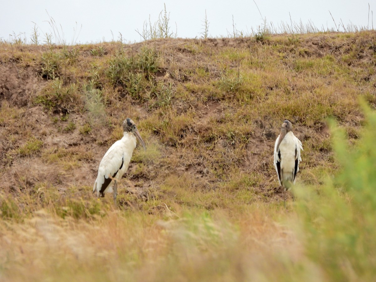 Tántalo Americano - ML646809851