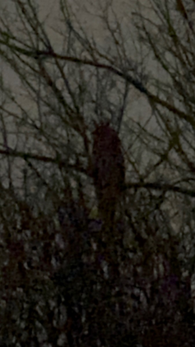 hornugle - ML646809852