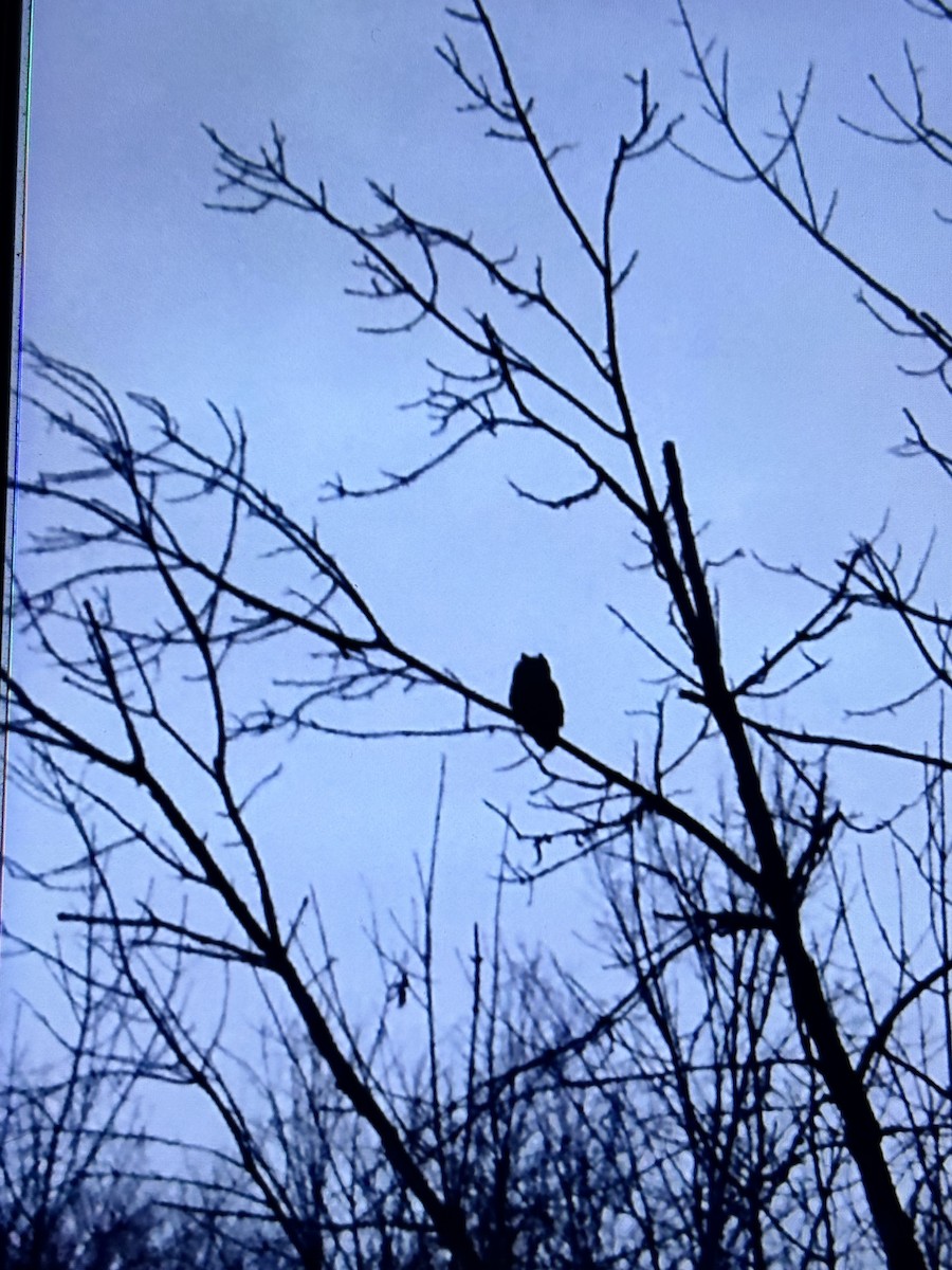 hornugle - ML646809853