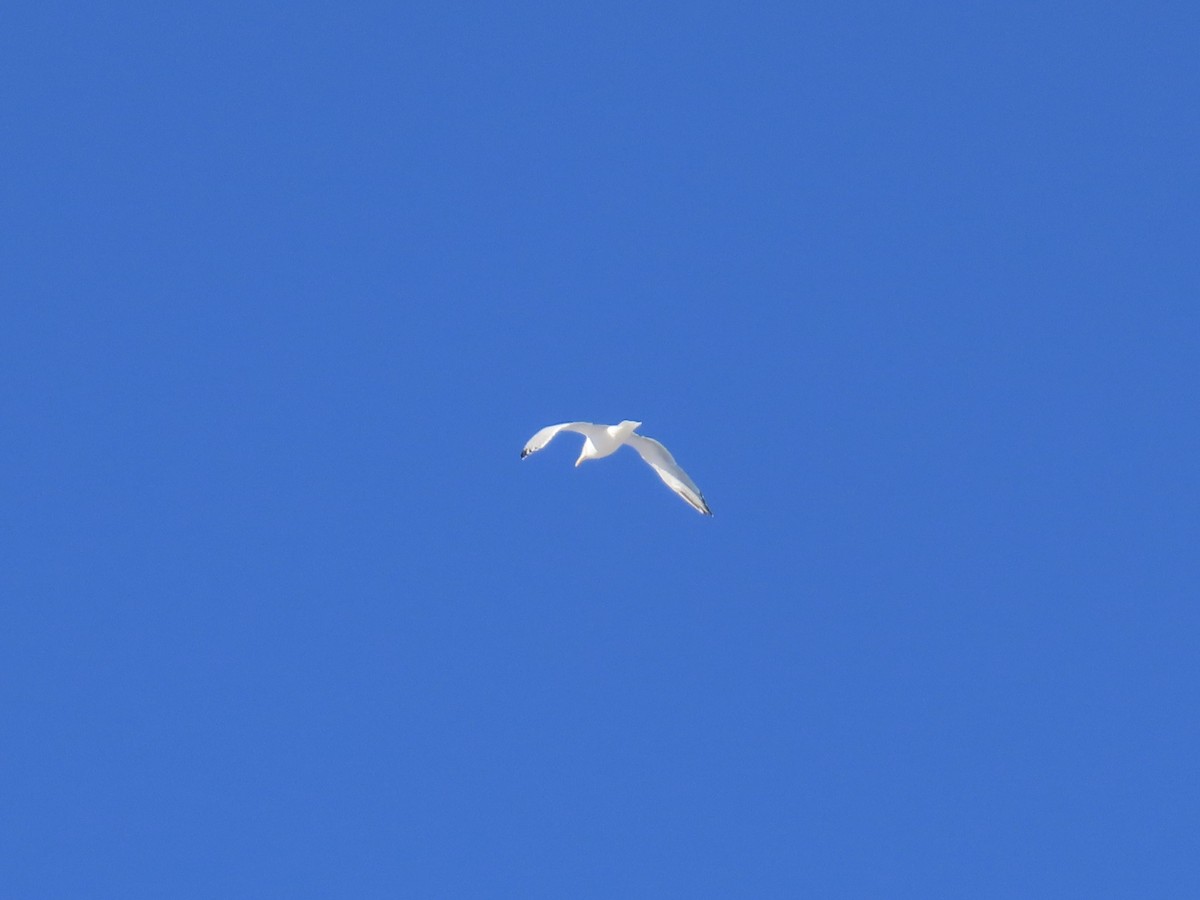 racek americký - ML646809856