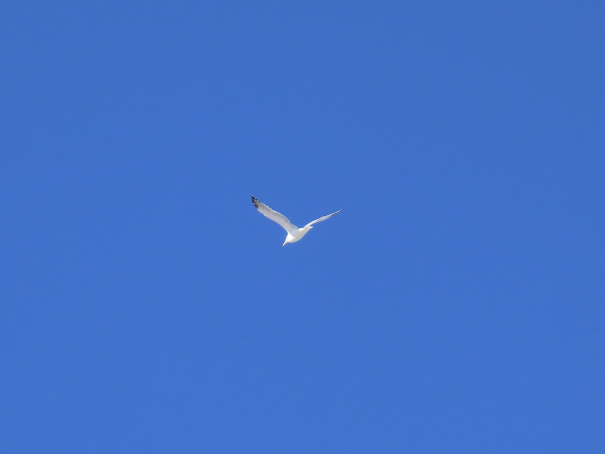 racek americký - ML646809857